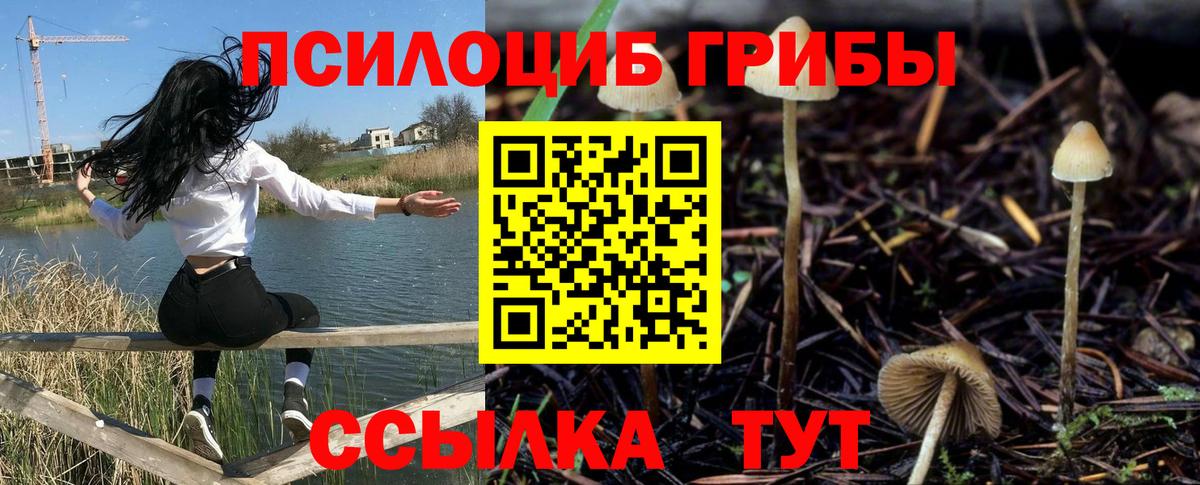 Галлюциногенные грибы Psilocybe Биробиджан